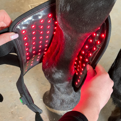 Equiled - Beenpad Set