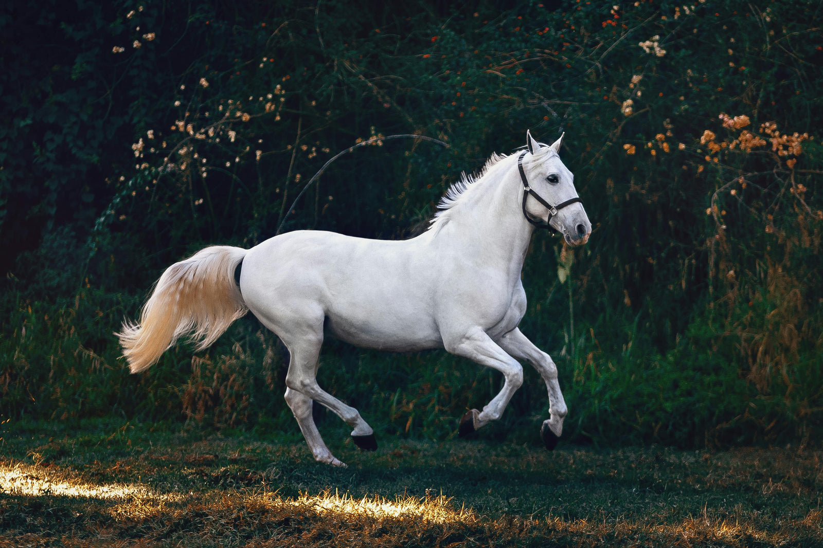 60% van de paarden krijgt te maken